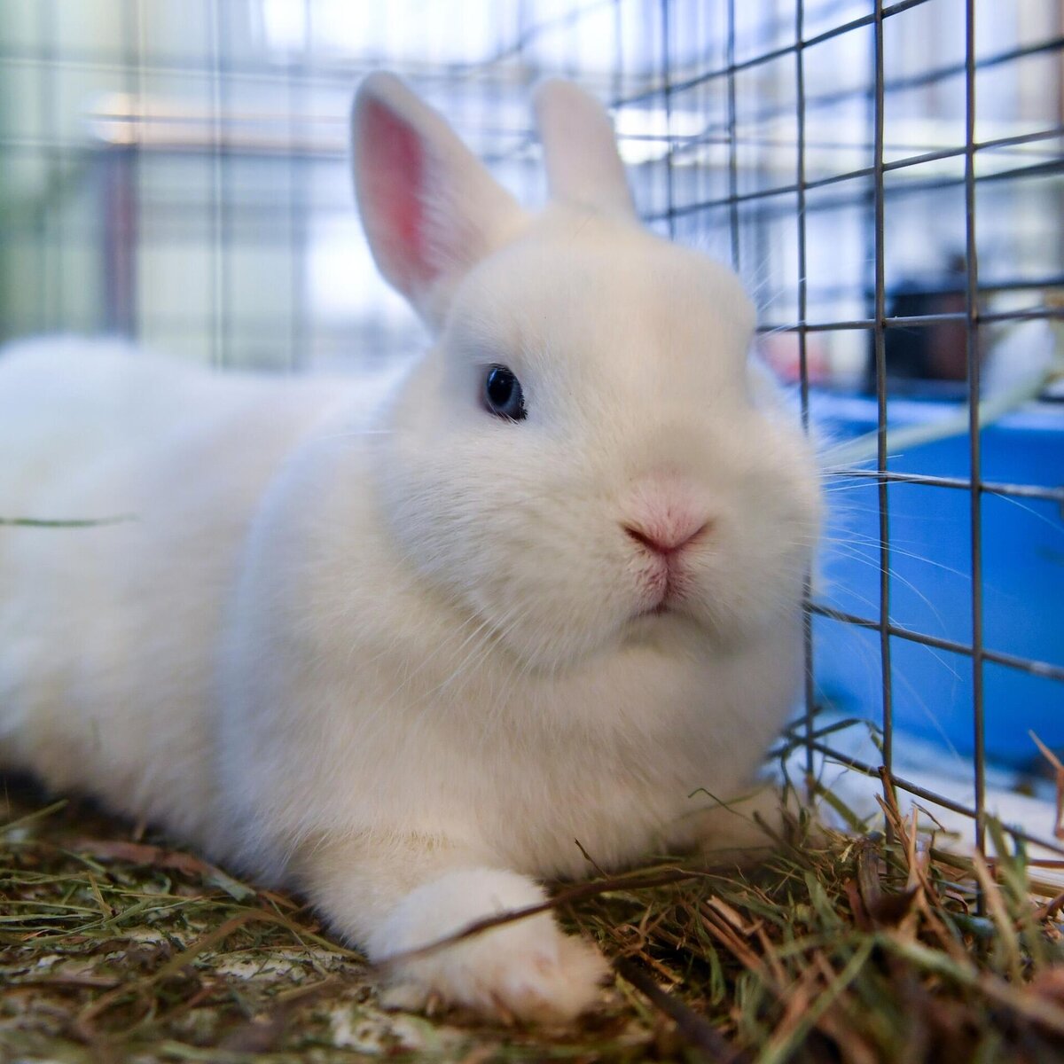 Этой статьи о кроликах нет ни на одном ресурсе в мире. Она предоставлена только здесь, в единственном экземпляре. Рассмотрим некоторые удивительные аспекты их жизни и поведения.