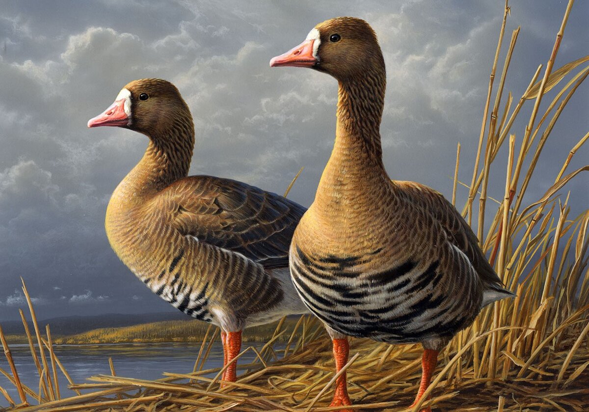 С такими красавцами так просто не справишься....