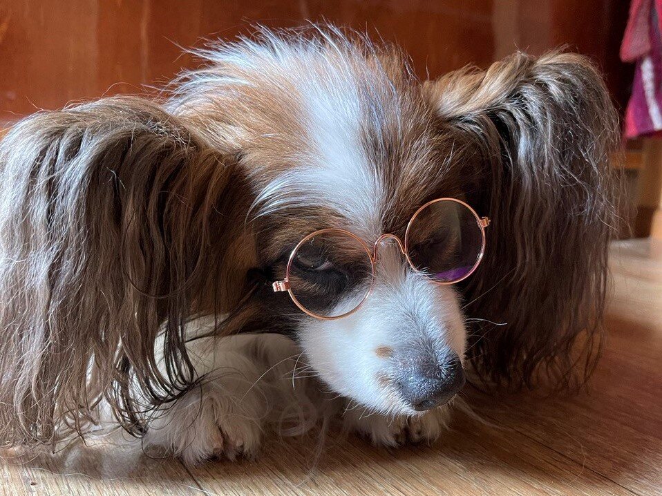 Мартину 10 лет и он уже не такой активный, как в молодости