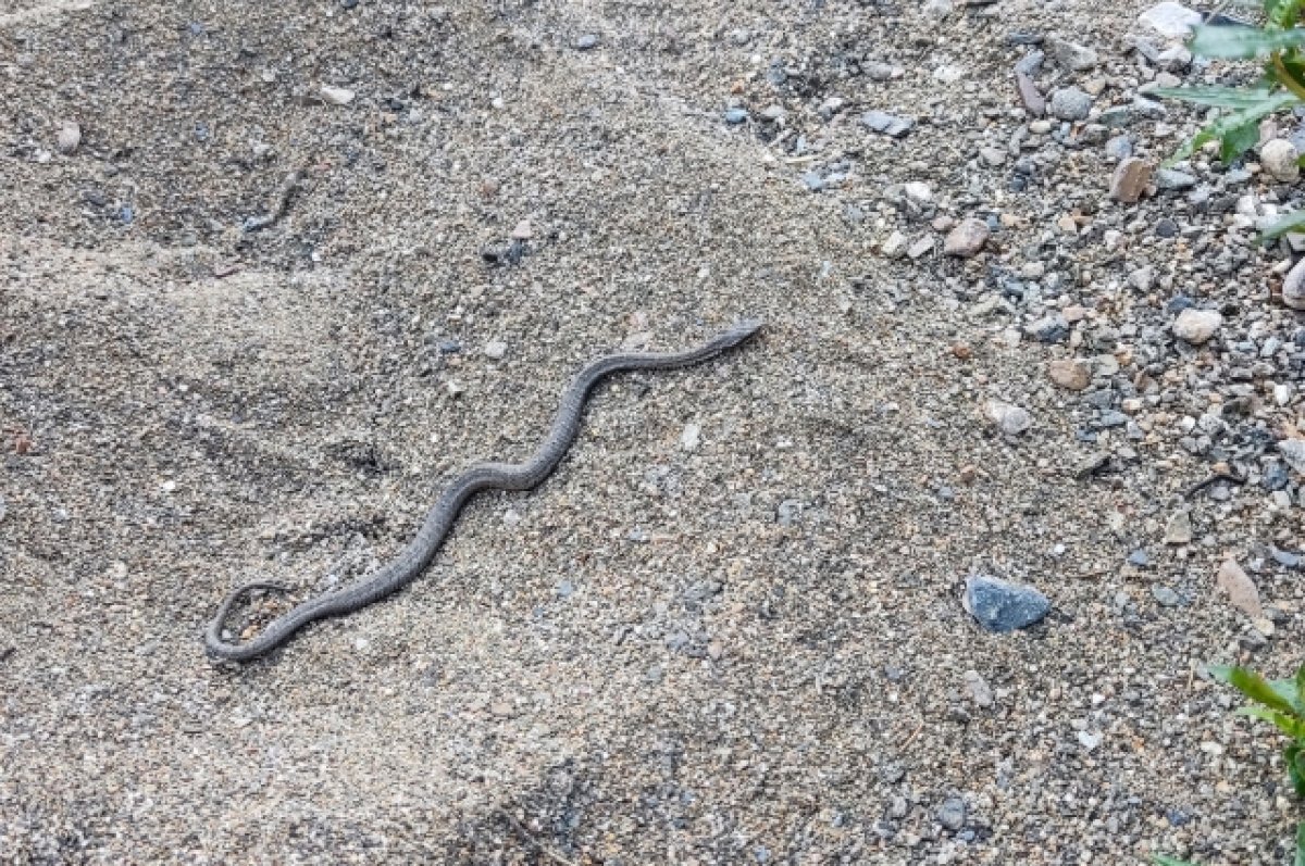    Нашествие ядовитых змей наблюдается на Олхинском плато и по берегам Иркута