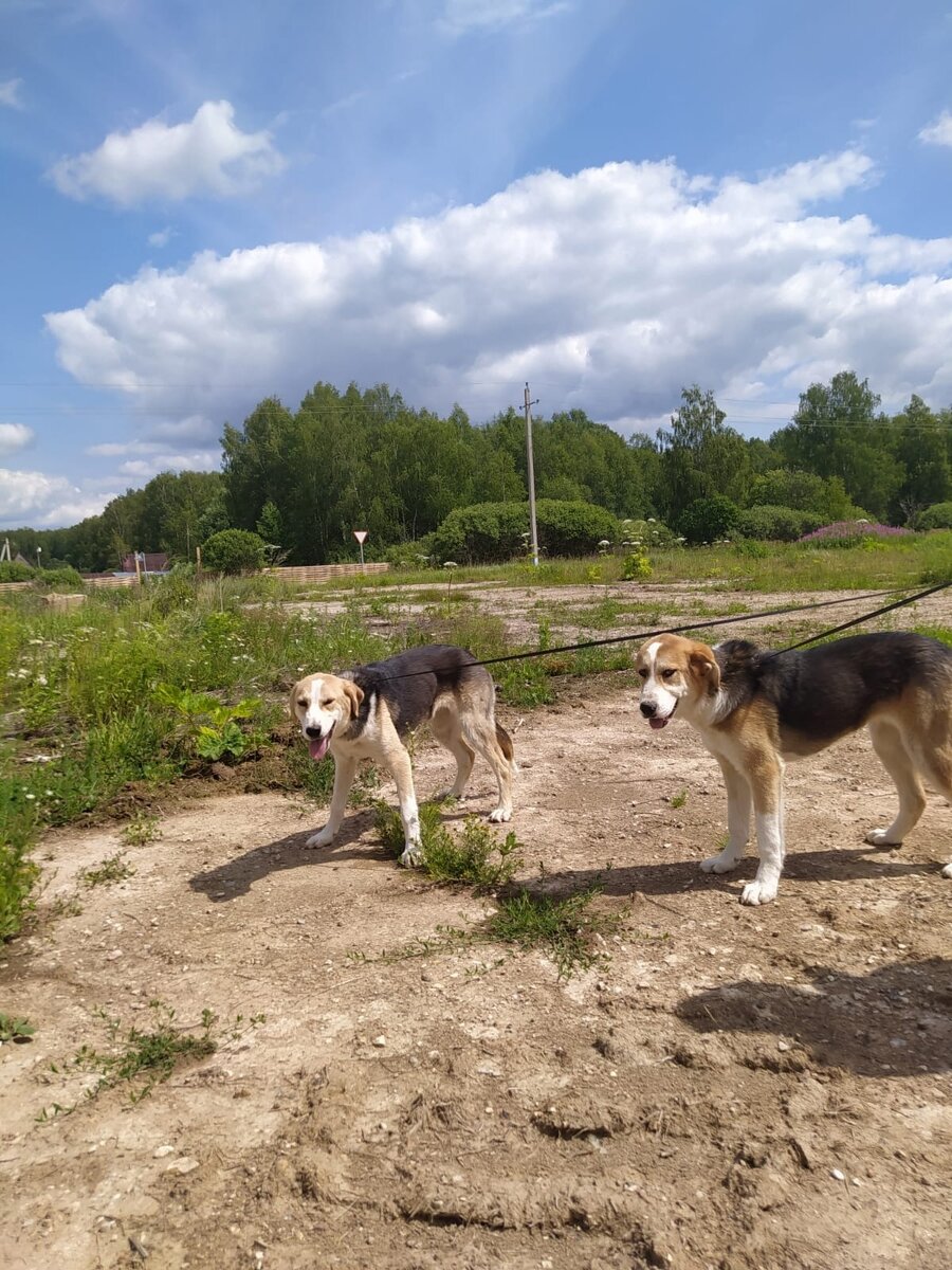 Фото Можайского приюта