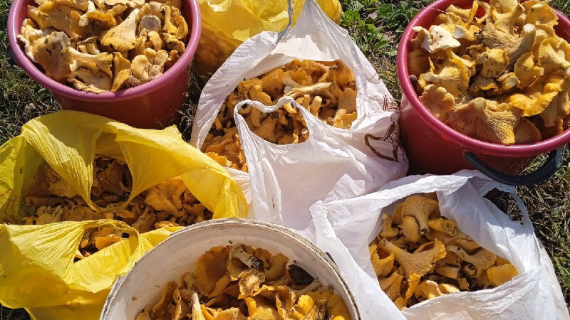     Грибы Алтайского края Грибы и грибники Алтайского края