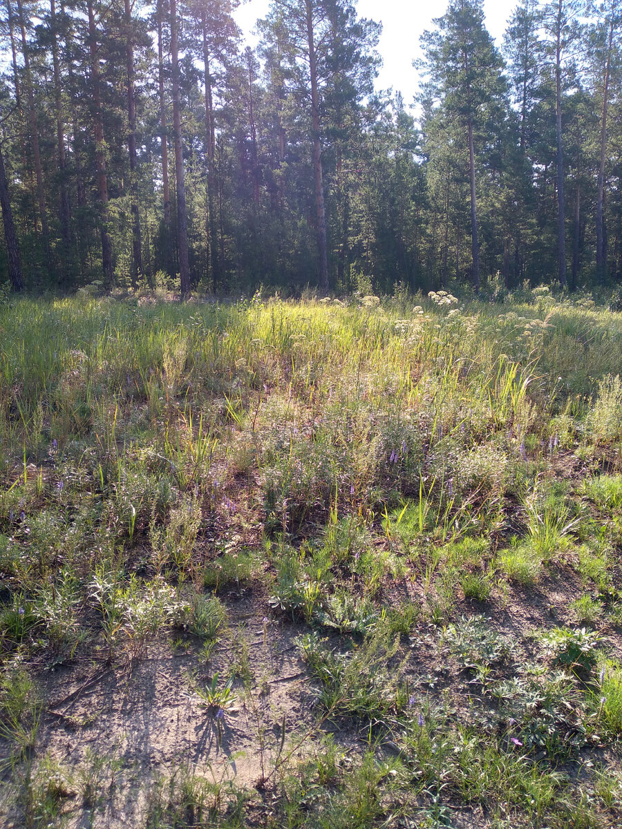 Утренний лес во всей красе и росе!