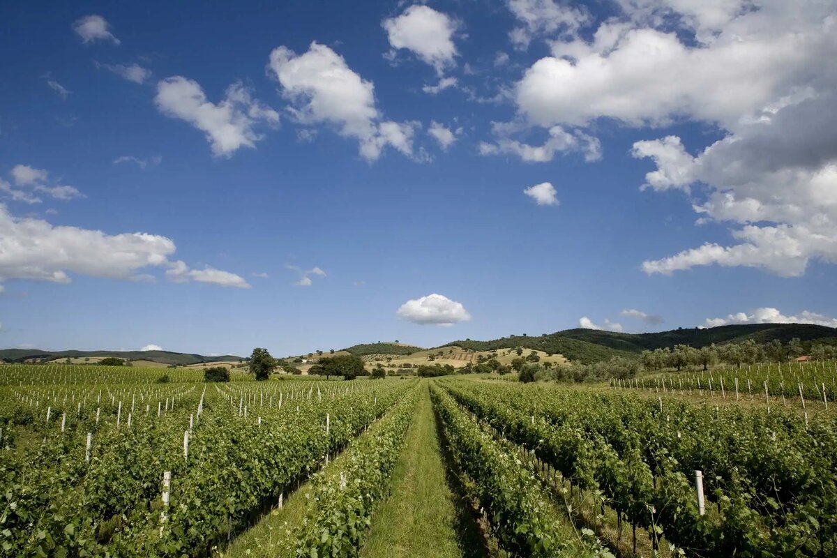 Веганские виноградники Querciabella в Альберезе, Маремма