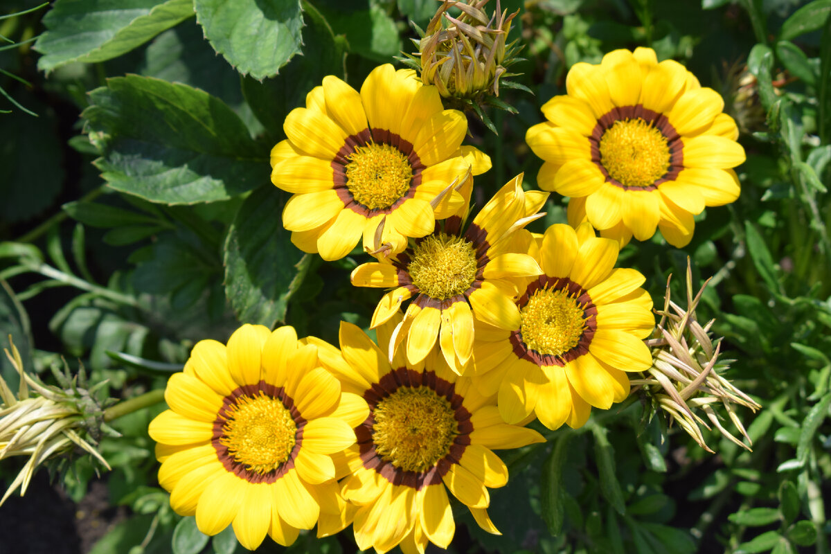 очаровательная гацания(фото автора)