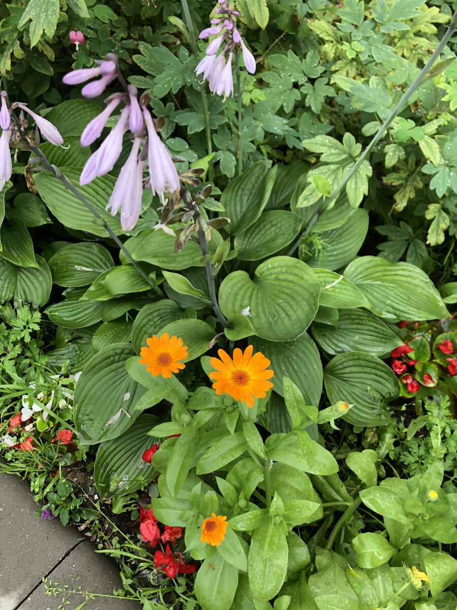 Ноготки или календула