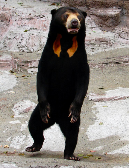 Фото: muzina_shanghai / Flickr