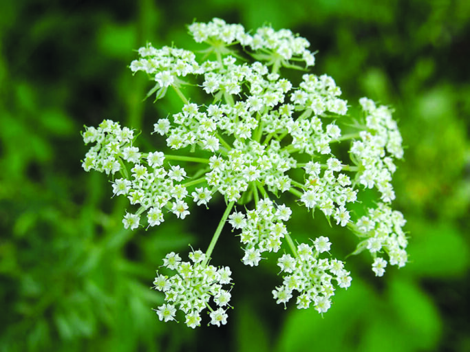File:Cicuta virosa sl34.jpg - Wikimedia Commons