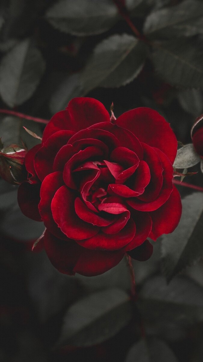 Картинка взята из Пинтереста и находится в открытом доступе.