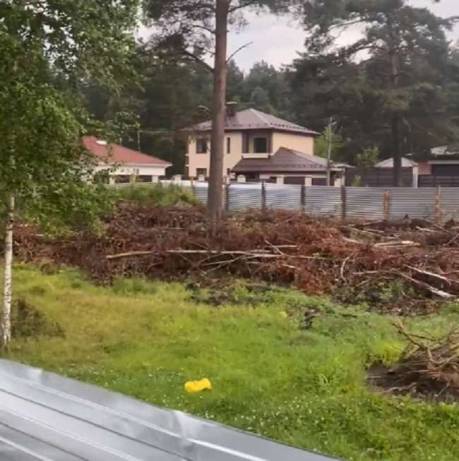    В Брянске люди дождались внимания СК по вырубке леса у микрорайона “Сосновый бор” avchernov