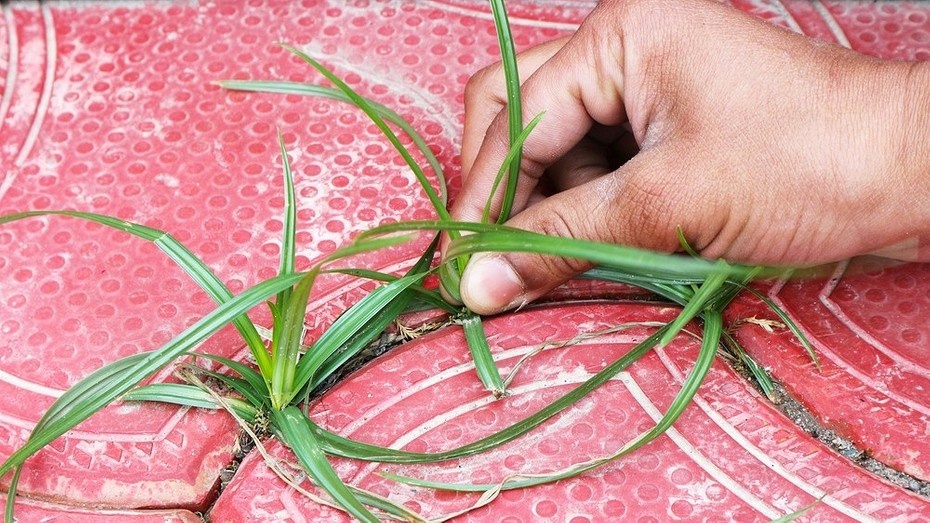 Трава между плитками: 8 эффективных способов борьбы с ней и 3 метода для профилактики