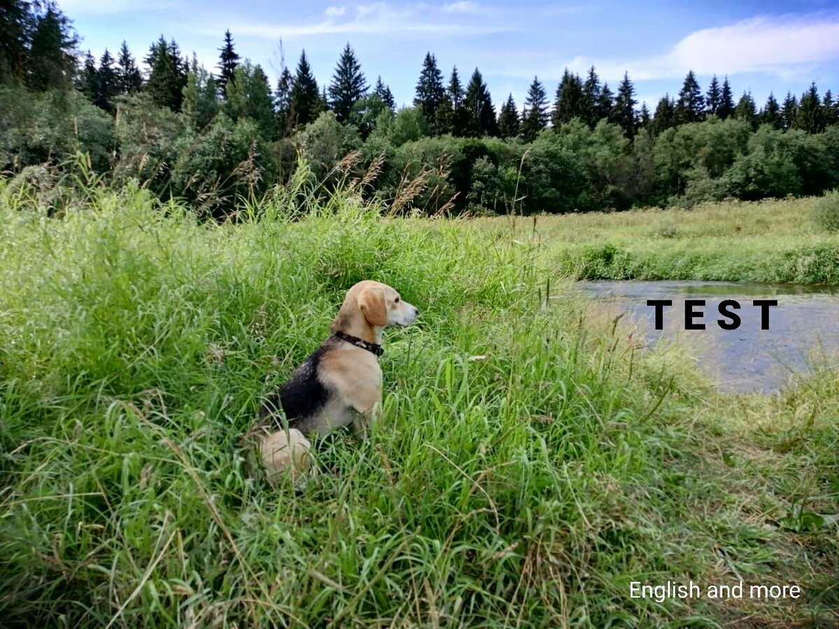 Смотрит, не видно ли там ее уровень ... английского. За фото спасибо моей сестренке, собака тоже ее))