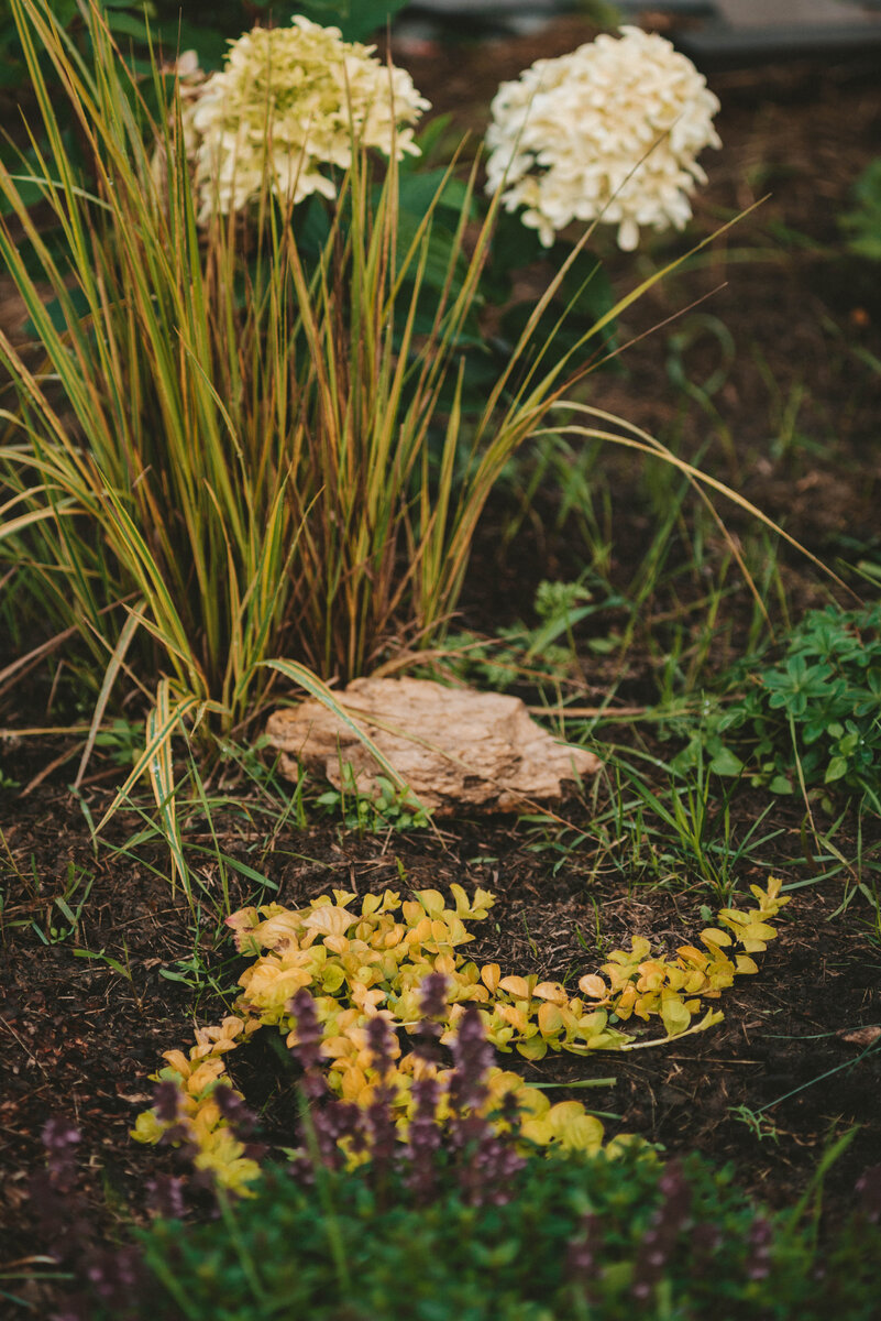 Вербеник монетчатый, Aurea