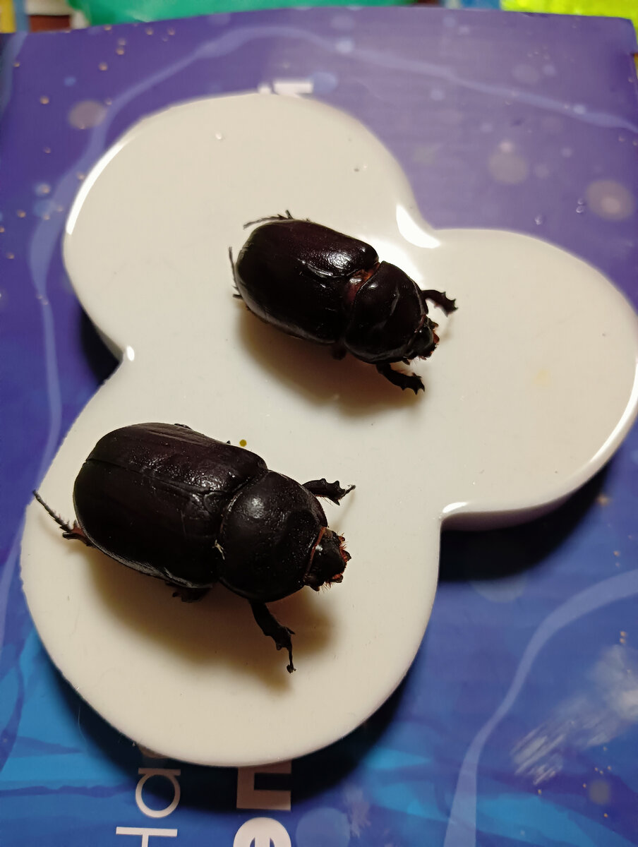 Вот такие красавцы .