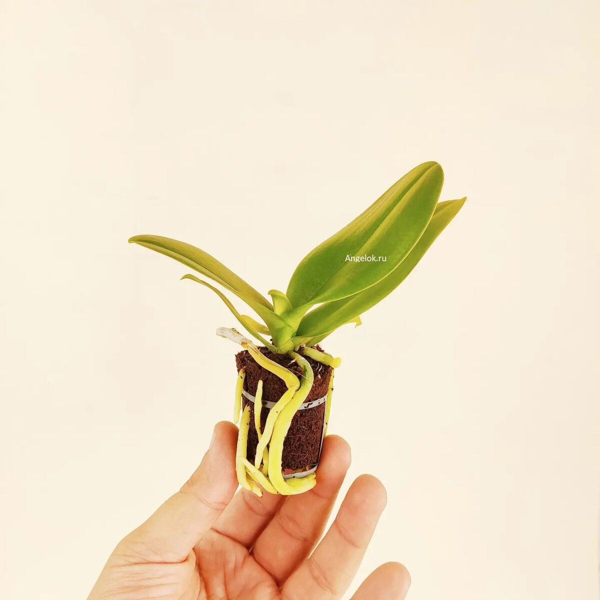 Детка орхидеи фаленопсис