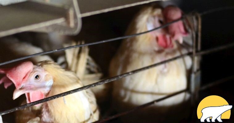 Фото: ИА "Чукотка" 