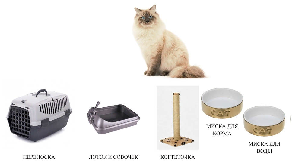 пример всего чем владеет кот