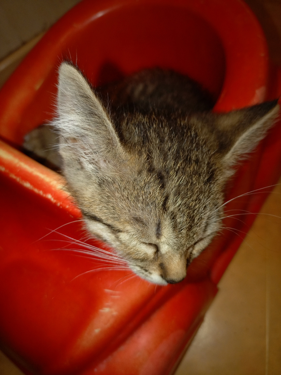 Спит в священном месте горшок-машинка🤣