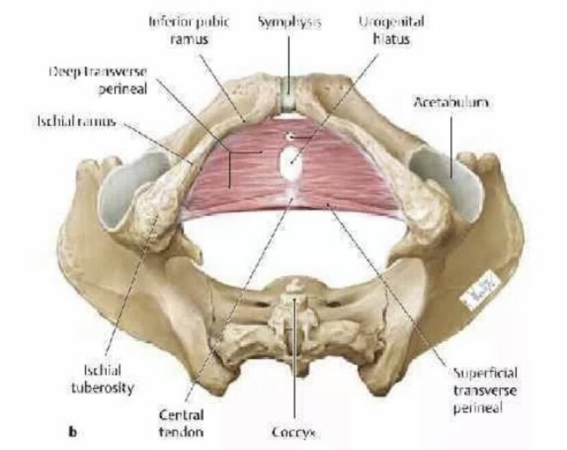 Глубокие мышцы мочеполовой диафрагмы. F. Profundus pelvis.