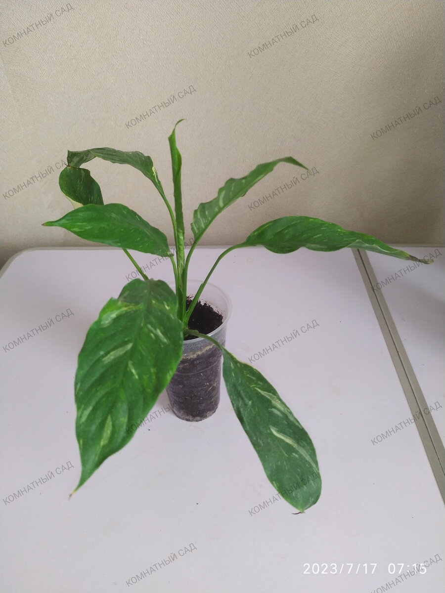 спатифиллум Домино