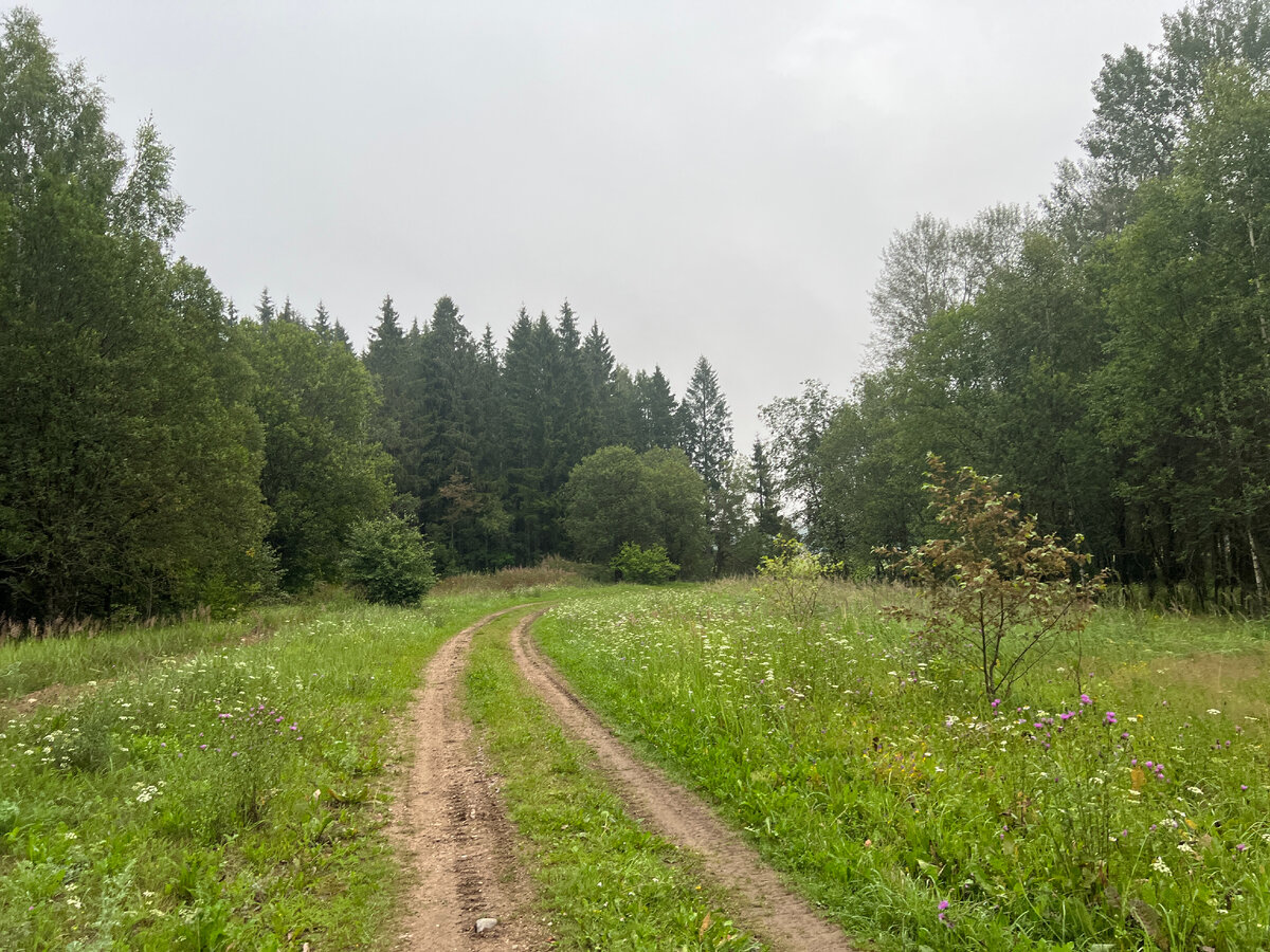 Фото этого леса и дороги у меня очень много, за разные годы..Раньше это была дорога в грибное Эльдорадо