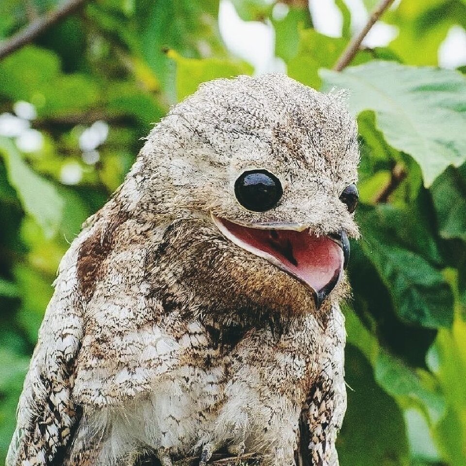 The nightjar hunts very interestingly, it just sits on a tree with its beak open. Insects think that it is a tree and fly into its mouth themselves