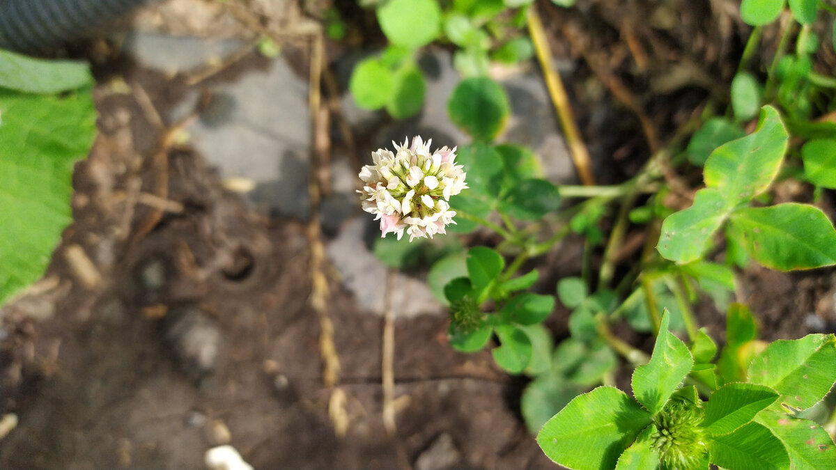 Белый клевер.