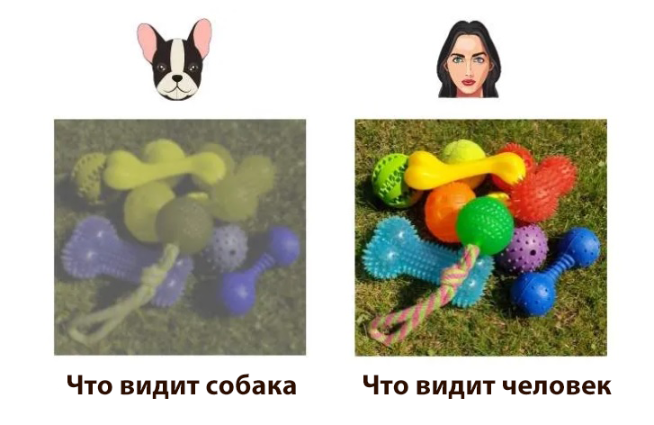 Собаки видят гораздо хуже нас, в плане цветоразличения и четкости