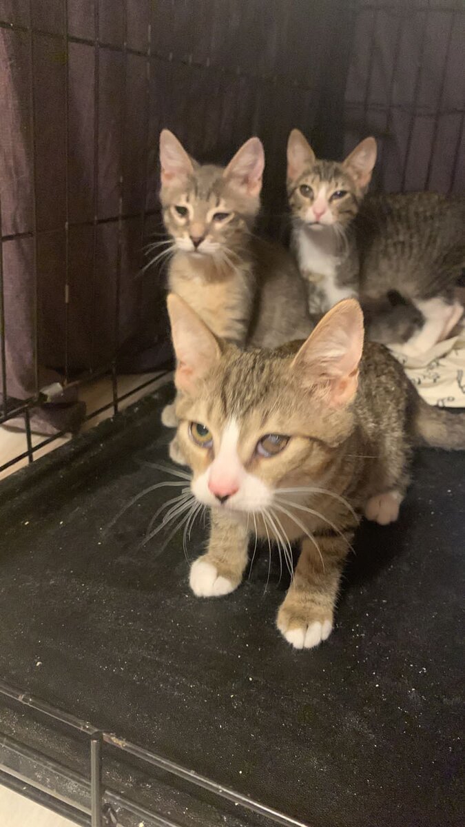 Тут у нас Микки солирует