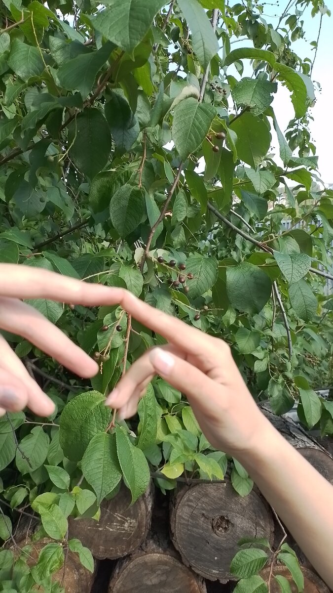 Руки моя и Любы 