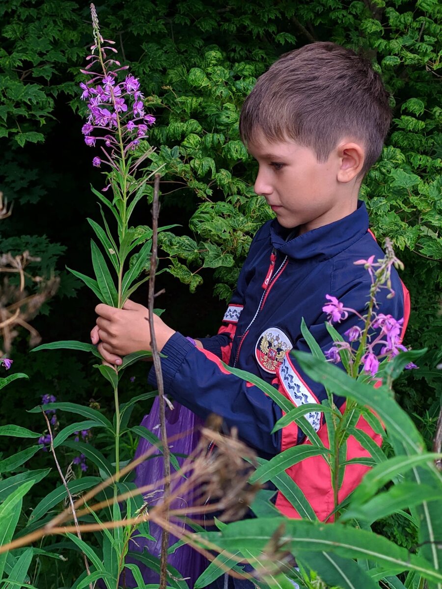 🌿Заготавливаем и ферментируем Иван чай в домашних условиях🌿Ферментация  Иван чая🌿 | 🌿Арсенькин чай🌿 | Дзен