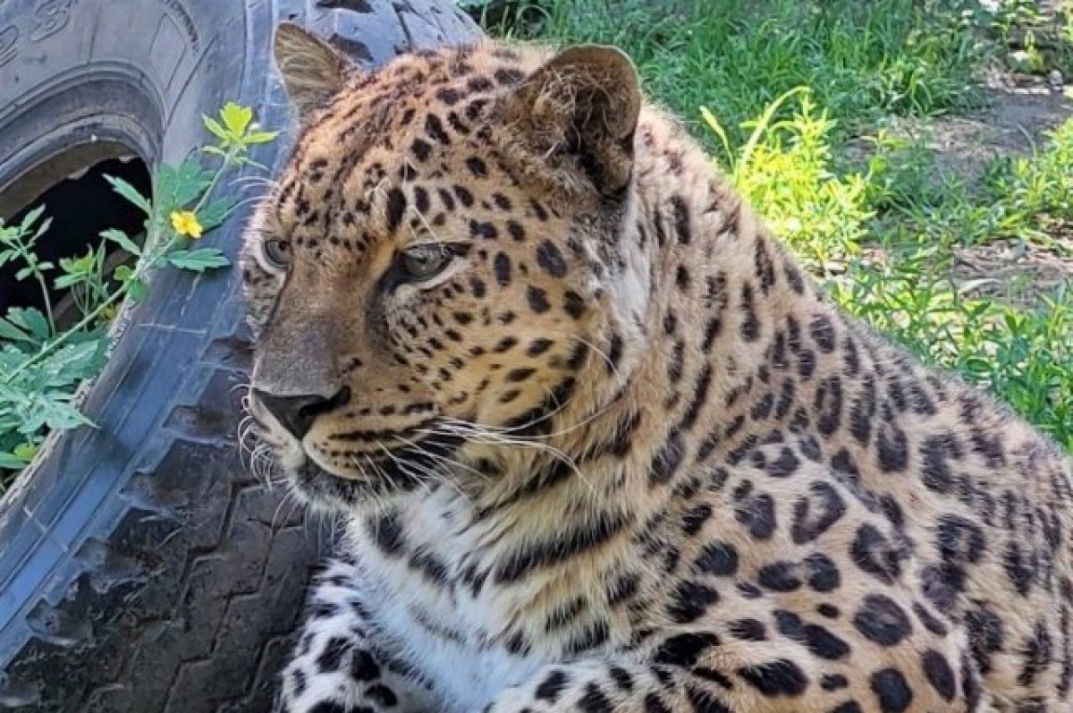    Специалисты Россельхознадзора посетили хабаровский зоосад