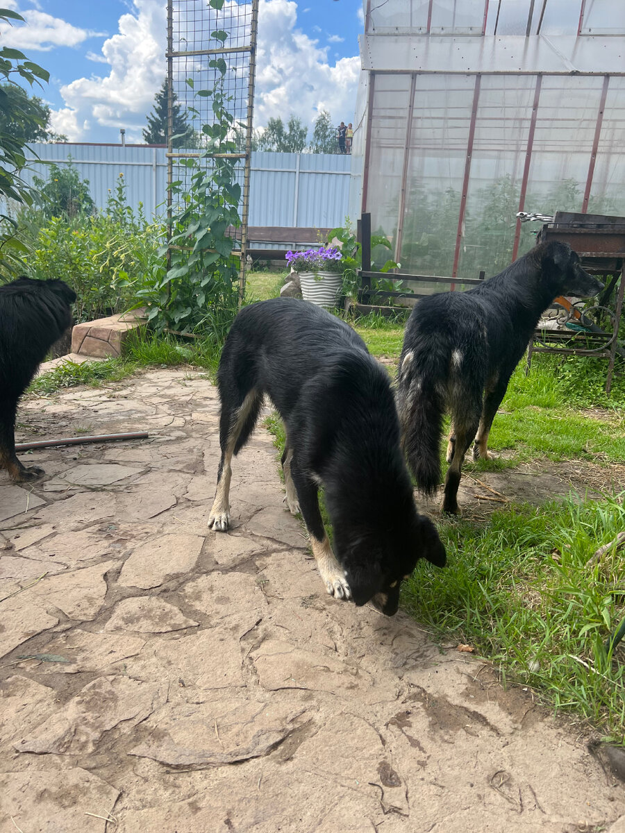 Так радуюсь, когда вижу, как вытягивается Клёпа: из некрасивого утенка она превращается в прекрасного лебедя...