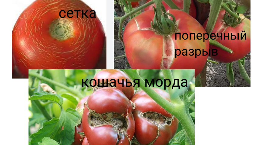 виды растрескивания томатов