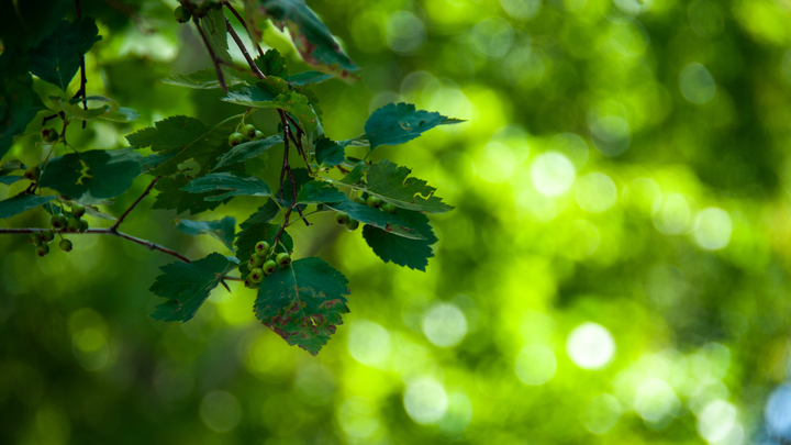 ФОТО: NATURE SVETLANA VOZMILOVA/GLOBALLOOKPRESS