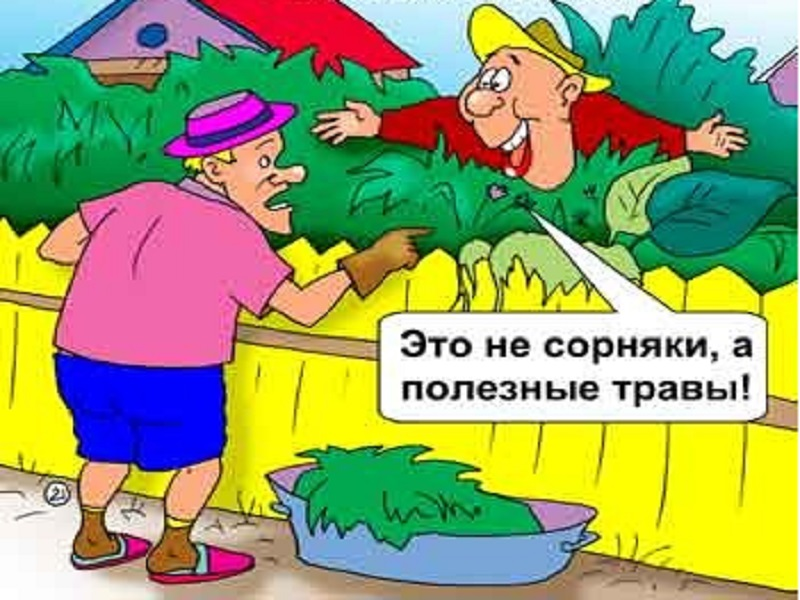 Смешной Садовод. Анекдоты про огород. Огород карикатура. Дачник карикатура.