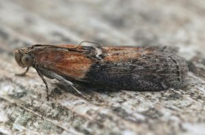    Фото: Freepik / wirestock Анна Полякова