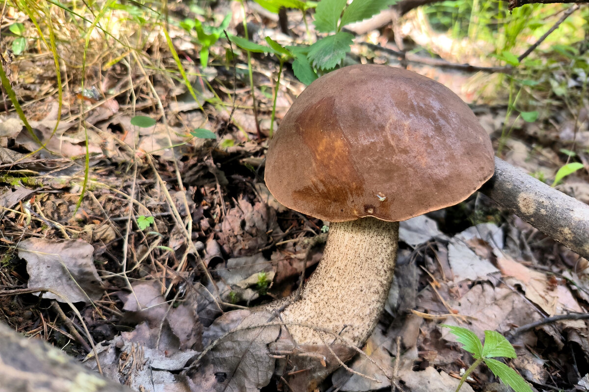 фото MAKSIM KONSTANTINOV/GLOBAL LOOK PRESS