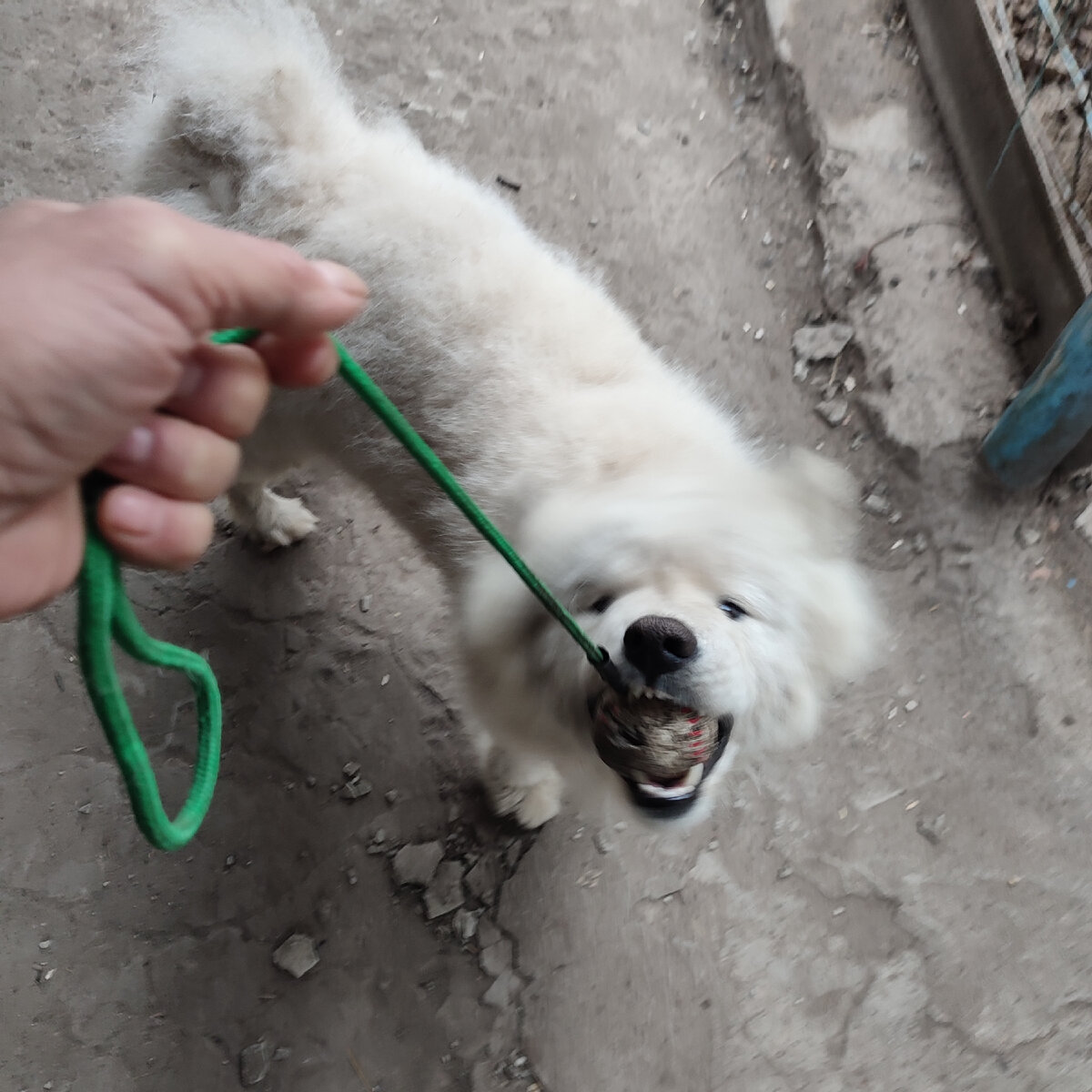 Приблудный самоед Миша