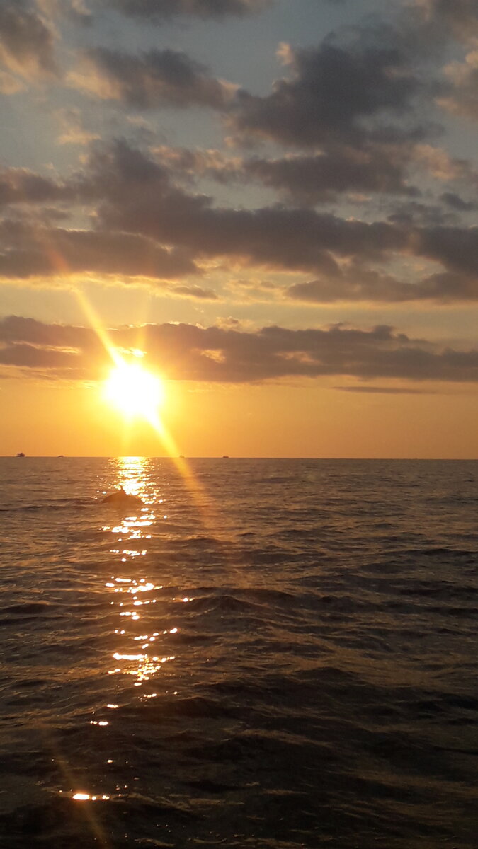 Море на закате и дельфинчик)