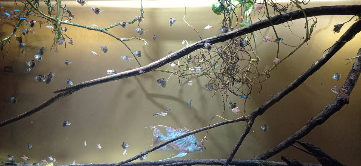 Фото автора. Милашные рыбки для поднятия настроения. 