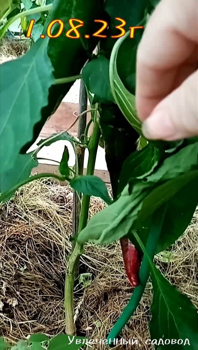 август В Сибири. 