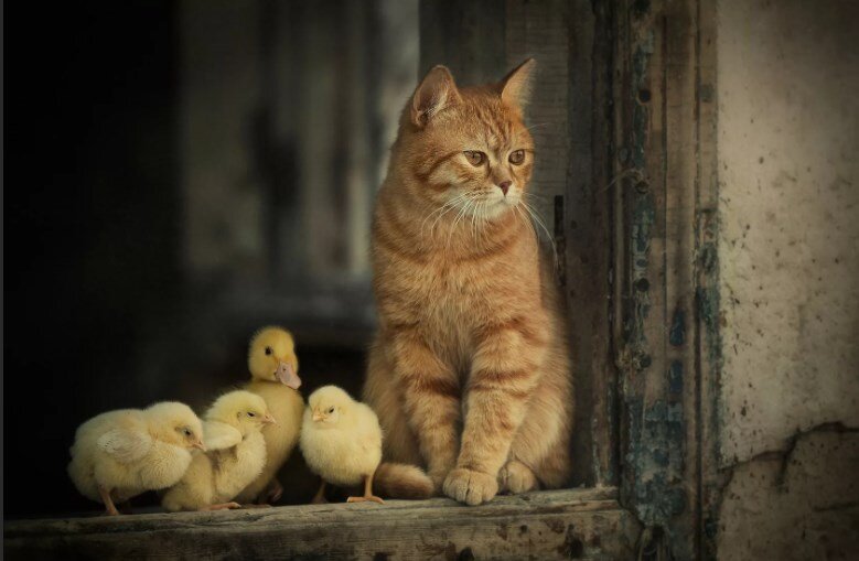 https://foto-ram.ru/