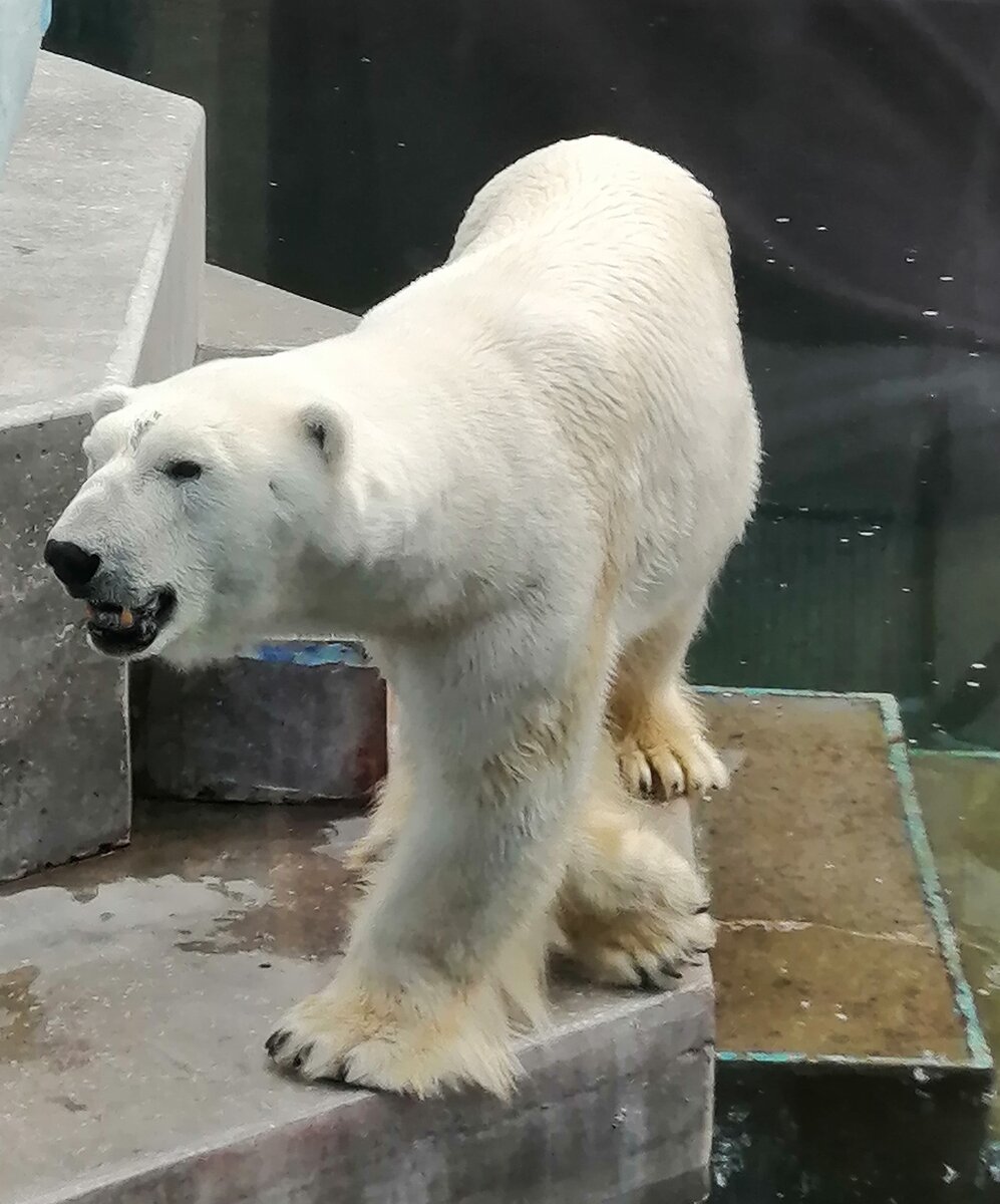 Медведь Кай из Новосибирского зоопарка.