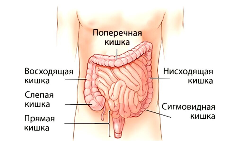 Строение кишечника человека схема. Строение кишечника человека схема с названиями. Толстая кишка анатомия человека строение. Анатомия кишечника человека схема.
