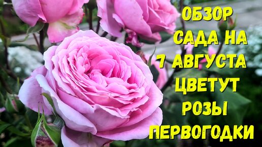 Обзор сада на 7 августа! Цветут розы первогодки.