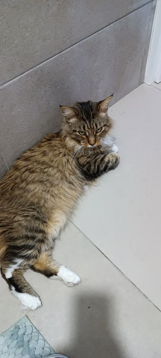 Посмотрите на эту недовольную моську. Она тем более не одобряет!