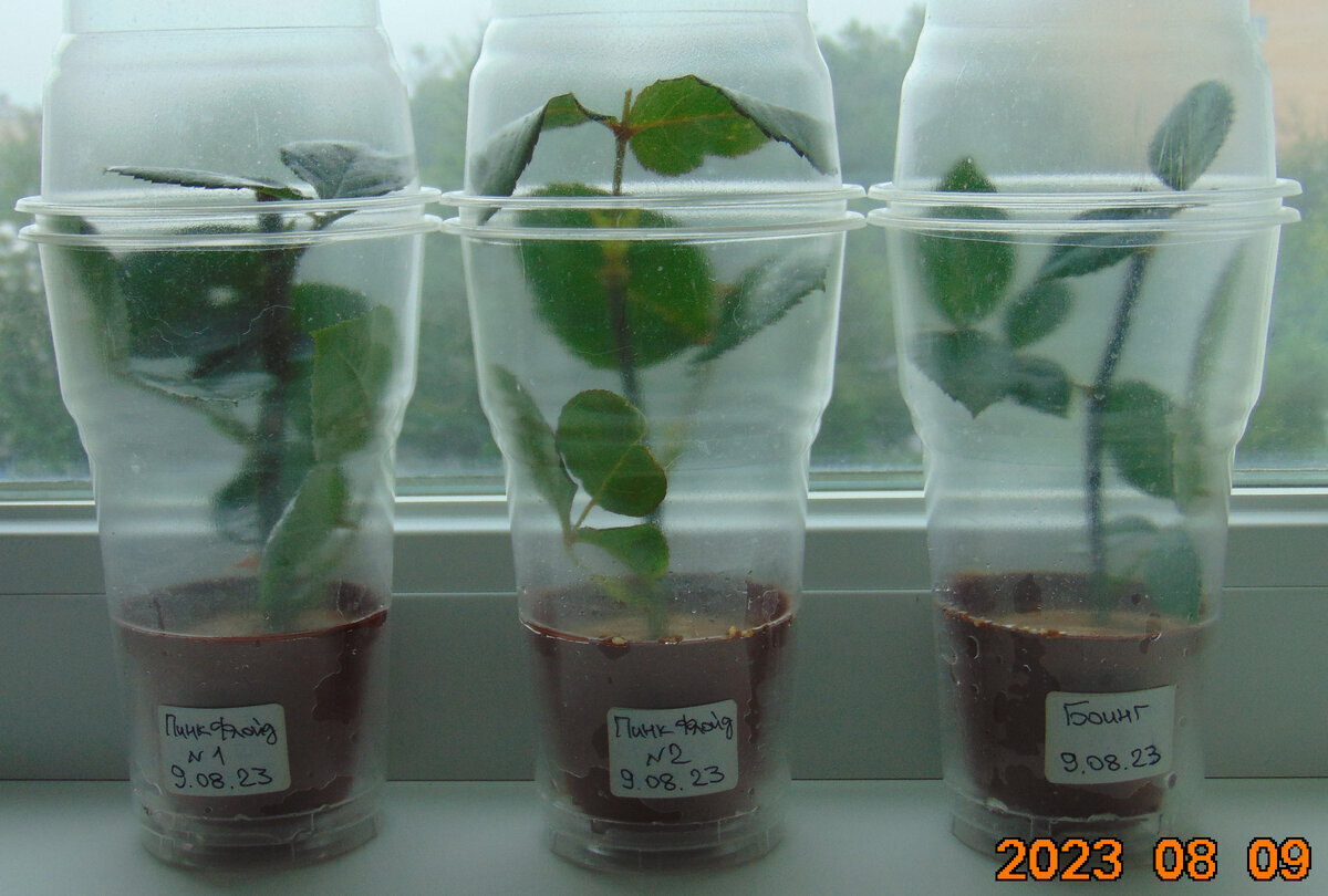 Три дачных черенка в мини-парниках десять дней назад