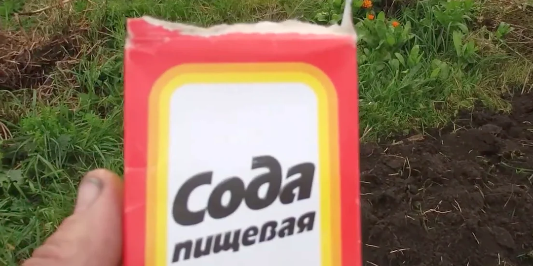 Перед дачным сезоном покупаю несколько пачек пищевой соды, нет ни вредителей, ни заболеваний и повышаю урожайность