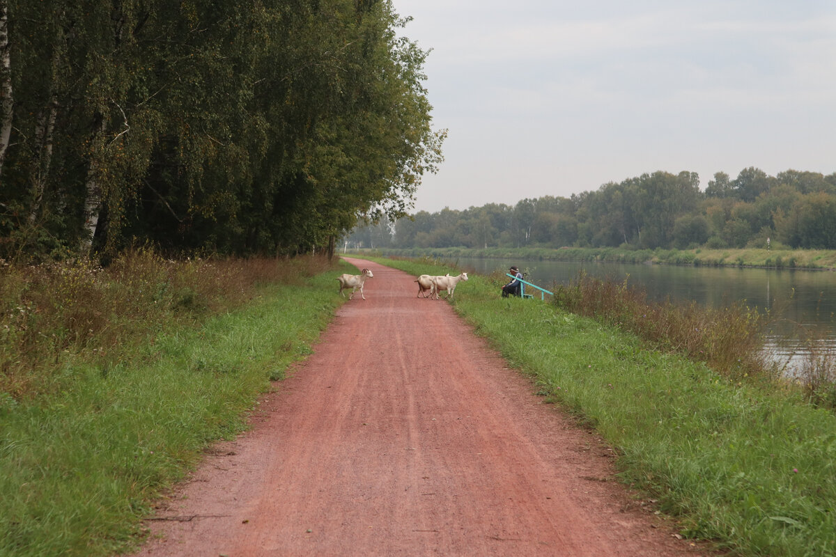 Велодорожка яхрома дмитров. Велодорожка яхрома. Велосипедная трасса яхрома дубна. Велодорожка яхрома дубна. Велодорожка яхрома.